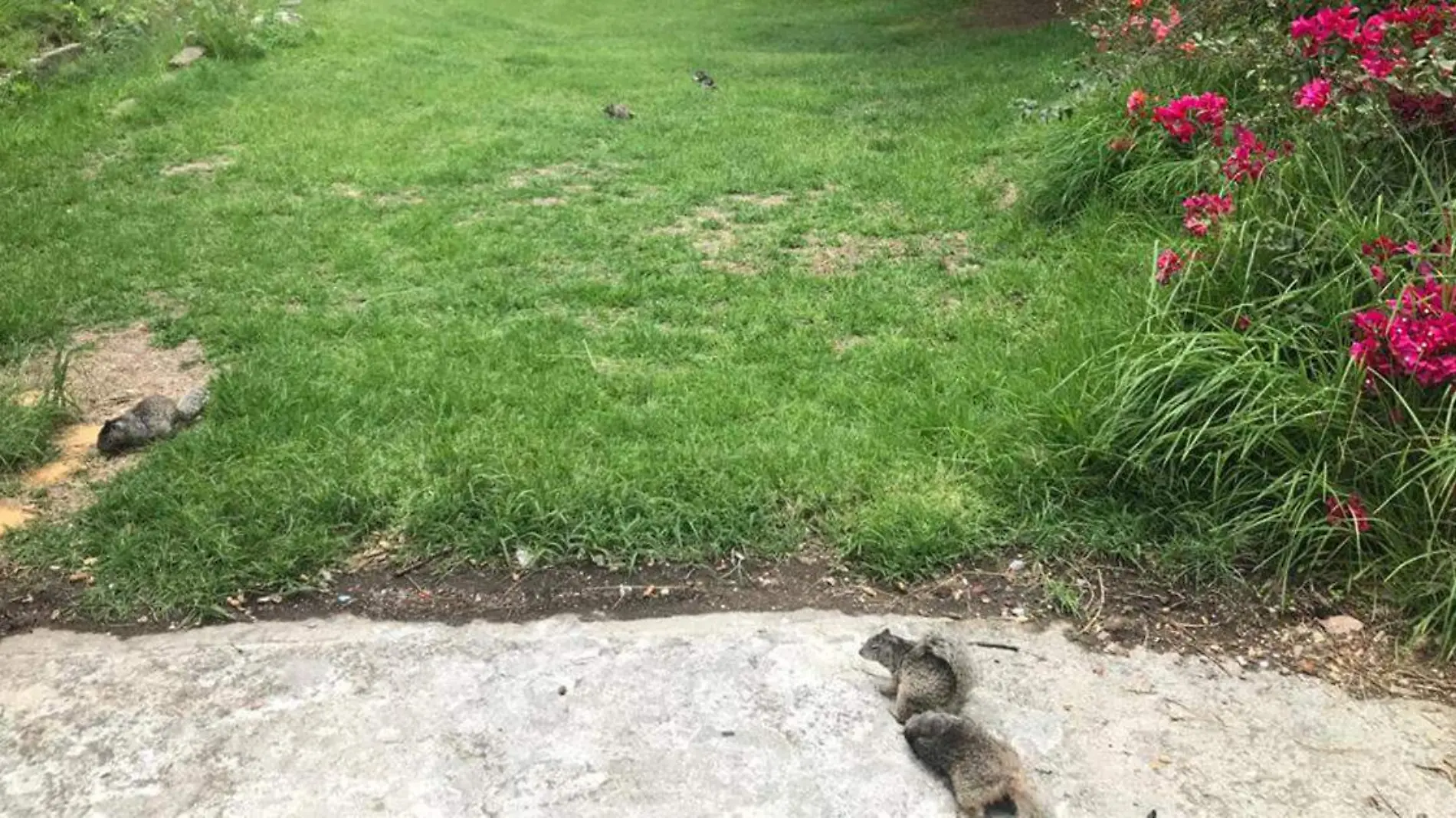 Una evidente proliferación de ardillas se refleja en la zona arqueológica de Cholula